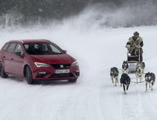 Seat Leon Cupra ST versus 6 caini Husky