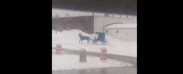 Si credinciosii Amish iubesc drifturile cu... trasura