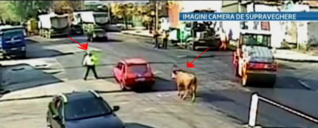 Taur versus Politist intr-o intersectie din Braila