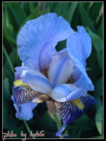 Click image for larger version

Name:	flower2.jpg
Views:	32
Size:	151.4 KB
ID:	264746