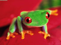 Click image for larger version

Name:	Red-eyed Tree Frog-1.jpg
Views:	57
Size:	141.1 KB
ID:	1208105