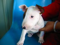 Click image for larger version

Name:	bullterrier.jpg
Views:	424
Size:	322.5 KB
ID:	3446