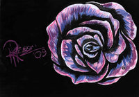 Click image for larger version

Name:	purple rose.jpg
Views:	103
Size:	303.5 KB
ID:	1089642