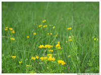 Click image for larger version

Name:	floricele galbine^^.jpg
Views:	63
Size:	1.09 MB
ID:	1014010