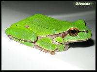 Click image for larger version

Name:	froggy2.jpg
Views:	62
Size:	478.3 KB
ID:	339177