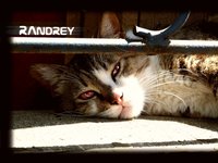 Click image for larger version

Name:	cat.by.RAndrey.jpg
Views:	54
Size:	474.2 KB
ID:	291027