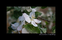 Click image for larger version

Name:	Apple Flower.jpg
Views:	63
Size:	93.9 KB
ID:	521669