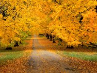 Click image for larger version

Name:	Autumn Covered Road.jpg
Views:	103
Size:	608.1 KB
ID:	964760