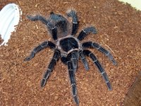 Click image for larger version

Name:	lasiodora_parahybana_343786_91343.JPG
Views:	99
Size:	4.68 MB
ID:	2657159