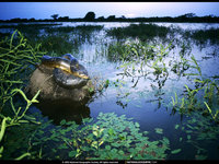 Click image for larger version

Name:	National Geographic Wallpapers 026.jpg
Views:	41
Size:	321.8 KB
ID:	1068448