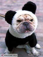 Click image for larger version

Name:	panda dog.jpg
Views:	63
Size:	22.4 KB
ID:	1316195