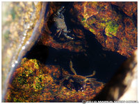 Click image for larger version

Name:	2 little crabs.jpg
Views:	51
Size:	534.3 KB
ID:	1571700