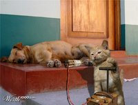 Click image for larger version

Name:	Dog vs CAt.jpg
Views:	200
Size:	70.1 KB
ID:	1382204