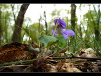 Click image for larger version

Name:	Flower-in-the-woods.jpg
Views:	32
Size:	344.2 KB
ID:	264828