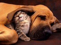Click image for larger version

Name:	Dog vs CAt (4).jpg
Views:	128
Size:	43.2 KB
ID:	1382211