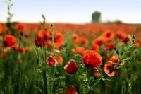 Click image for larger version

Name:	Poppies_by_Diaboliq.jpg
Views:	99
Size:	107.2 KB
ID:	574510