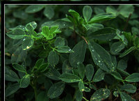 Click image for larger version

Name:	Plant_showering_by_shogtun.jpg
Views:	39
Size:	70.8 KB
ID:	374915