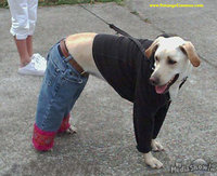 Click image for larger version

Name:	sexy dog.jpg
Views:	85
Size:	60.9 KB
ID:	1317715