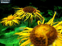 Click image for larger version

Name:	Floarea Soarelui.jpg
Views:	57
Size:	843.5 KB
ID:	321396
