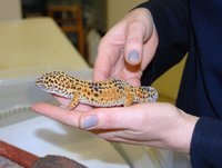 Click image for larger version

Name:	leopard-gecko-1.jpg
Views:	130
Size:	571.3 KB
ID:	2657157