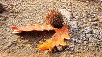 Click image for larger version

Name:	golden_oak_leaves_by_dr31-d2dubca.jpg
Views:	42
Size:	238.7 KB
ID:	2040180