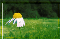 Click image for larger version

Name:	Flower_field_by_shogtun.jpg
Views:	47
Size:	66.7 KB
ID:	374909