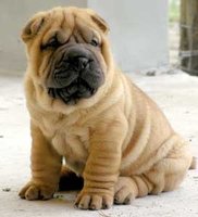 Click image for larger version

Name:	shar-pei.jpg
Views:	82
Size:	11.7 KB
ID:	924240