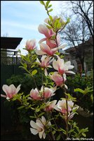Click image for larger version

Name:	Magnolii.JPG
Views:	34
Size:	3.13 MB
ID:	1012250