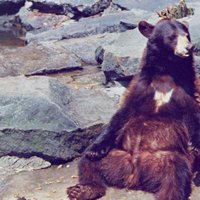 Click image for larger version

Name:	Bear-Rest-On-The-Rocks.jpg
Views:	103
Size:	49.7 KB
ID:	372282