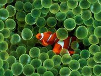 Click image for larger version

Name:	clown_fish_and_a_sea_anemone-2640.jpg
Views:	59
Size:	256.7 KB
ID:	1534466