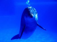 Click image for larger version

Name:	Bright Idea, Bottlenose Dolphin.jpg
Views:	33
Size:	210.9 KB
ID:	1055116