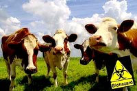 Click image for larger version

Name:	cows2.jpg
Views:	121
Size:	43.4 KB
ID:	749701