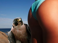 Click image for larger version

Name:	erotic_falconry.jpg
Views:	179
Size:	31.2 KB
ID:	1125669