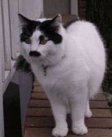 Click image for larger version

Name:	HITLER KAT.JPG
Views:	212
Size:	26.9 KB
ID:	214544