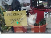 Click image for larger version

Name:	kitty_in_za_window_155.jpg
Views:	69
Size:	728.4 KB
ID:	59402