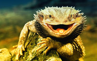 Click image for larger version

Name:	Lizard_Dragon.jpg
Views:	77
Size:	370.6 KB
ID:	1492150