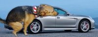 Click image for larger version

Name:	panamera-dog.jpg
Views:	173
Size:	54.6 KB
ID:	884975