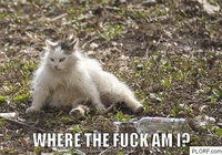 Click image for larger version

Name:	pic-drunk-lol-cat.jpg
Views:	219
Size:	98.2 KB
ID:	1728535