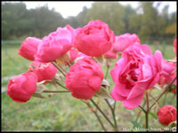 Click image for larger version

Name:	Rose.jpg
Views:	65
Size:	2.48 MB
ID:	379572