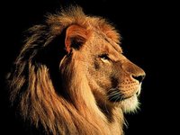 Click image for larger version

Name:	lion1.jpg
Views:	26
Size:	108.6 KB
ID:	463235