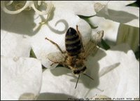 Click image for larger version

Name:	A BEE.jpg
Views:	331
Size:	523.9 KB
ID:	941327