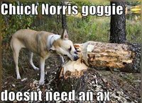 Click image for larger version

Name:	funny-dog-pictures-chuck-norris-doggie.jpg
Views:	146
Size:	51.6 KB
ID:	2257398