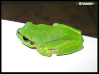 Click image for larger version

Name:	froggy1.jpg
Views:	48
Size:	387.3 KB
ID:	339176