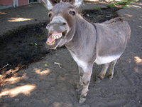 Click image for larger version

Name:	donkey oatie image.jpg
Views:	50
Size:	3.53 MB
ID:	431299