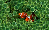 Click image for larger version

Name:	ws_clown_fish_1920x1200.jpg
Views:	50
Size:	880.0 KB
ID:	1534468