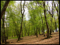 Click image for larger version

Name:	forest.jpg
Views:	32
Size:	1.12 MB
ID:	264829