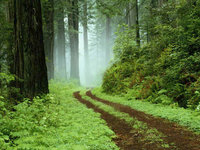 Click image for larger version

Name:	forest wallpaper21.jpg
Views:	122
Size:	170.7 KB
ID:	1199041