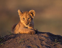 Click image for larger version

Name:	8lion-cub-mara.jpg
Views:	224
Size:	52.9 KB
ID:	1000945