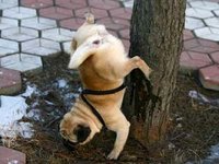 Click image for larger version

Name:	dog peeing.jpg
Views:	59
Size:	30.0 KB
ID:	2320004