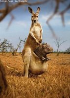 Click image for larger version

Name:	dingo.jpg
Views:	41
Size:	25.7 KB
ID:	153968